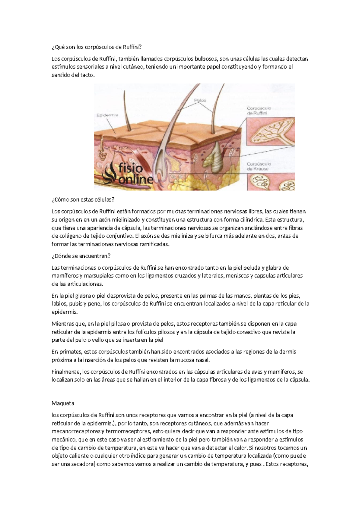Expo Fisio: Corpúsculos de Ruffini - Repaso y Tareas - Studocu