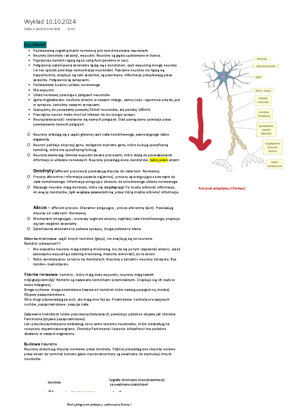Budowa neuronu - NEURONY Podstawową cegiełką tkanki nerwowej jest ...