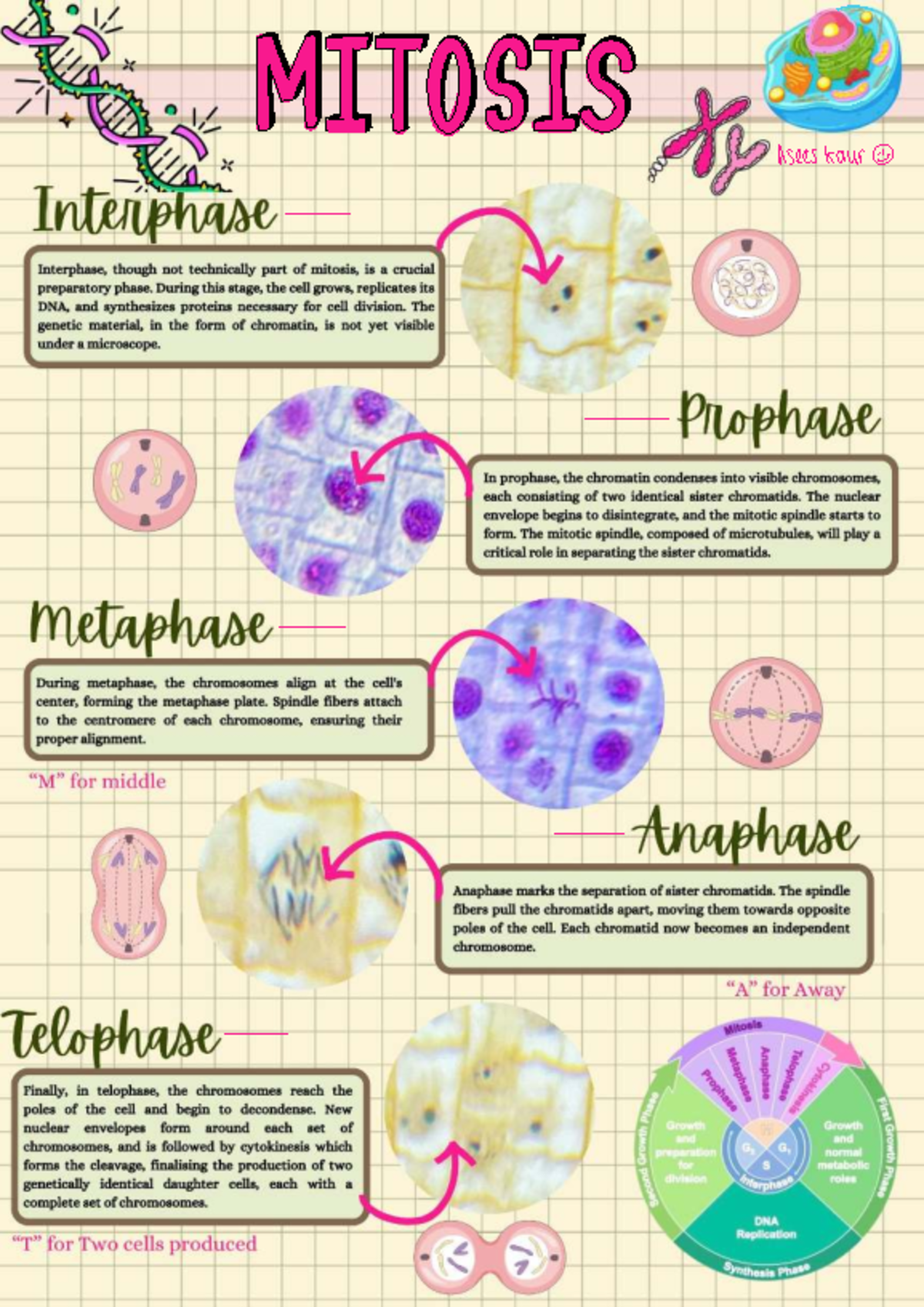 Mitosis Overview: Key Stages and Processes Explained - Studocu