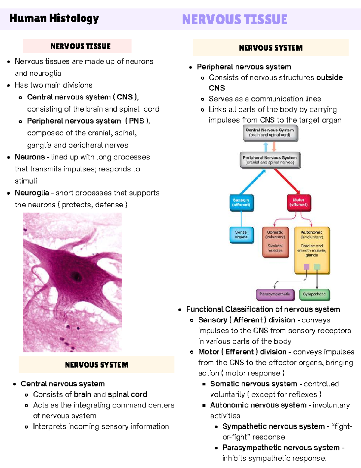 Human Histology: Nervous Tissue Overview and Functions - Studocu