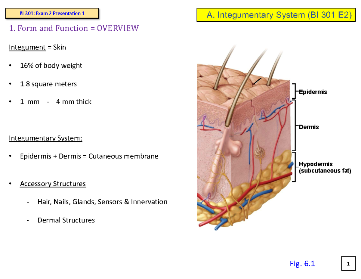 Integumentary System Overview (BI 301 E2) - Studocu