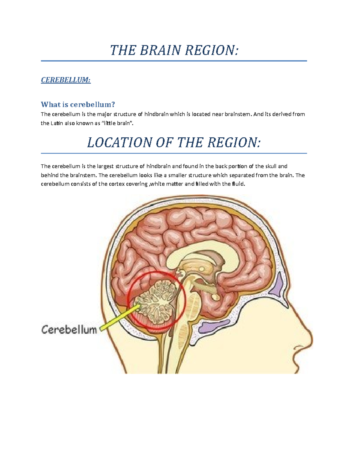 Psychology Study: Cerebellum Functions and Structure Overview - Studocu