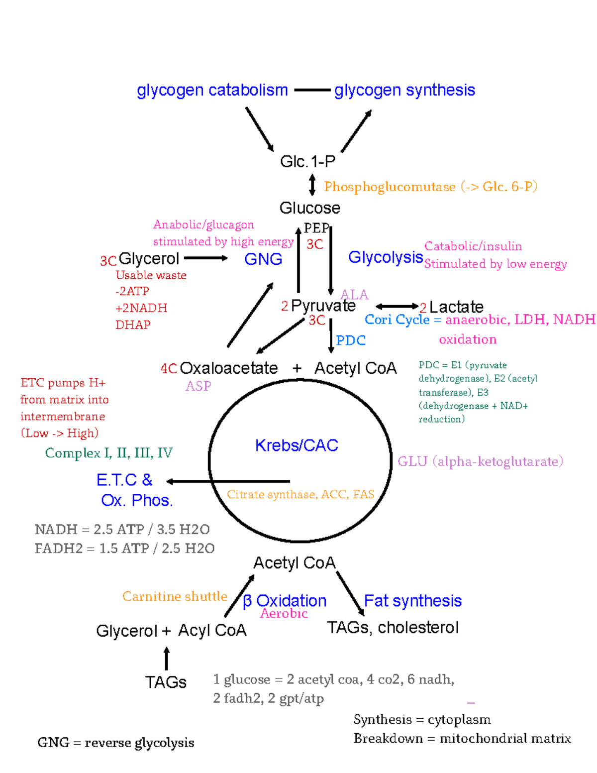 Metabolism Map for Glucose: Key Pathways and Regulation - Studocu