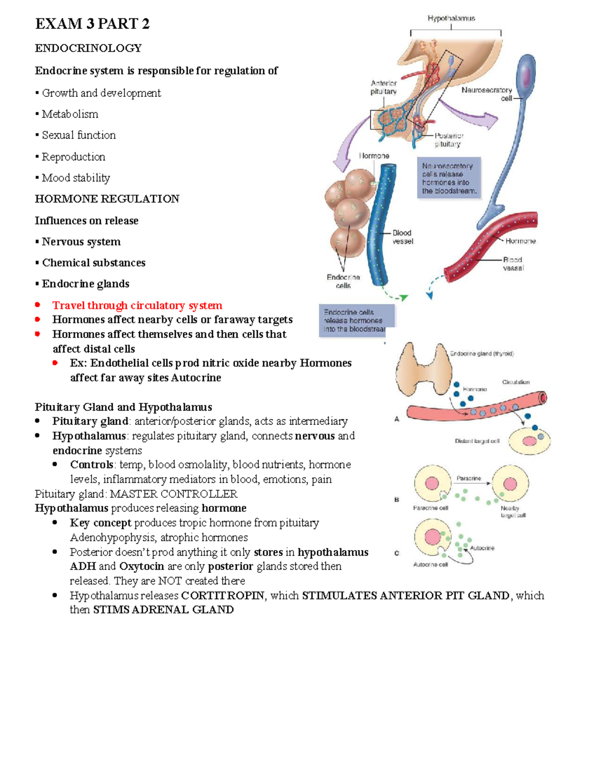 EXAM 3 PART 2 - Endocrinology Study Guide for Gonzalez Pathophysiology ...