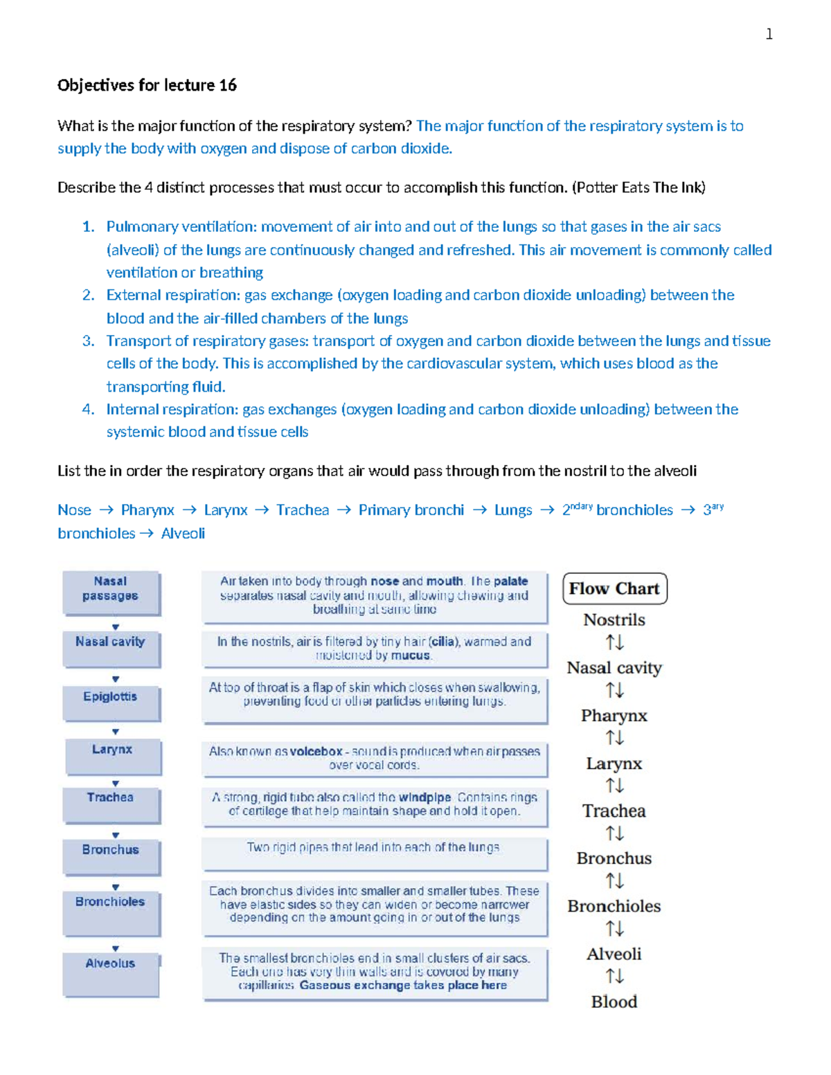 Lecture 16-19 Objectives: Understanding the Respiratory System ...