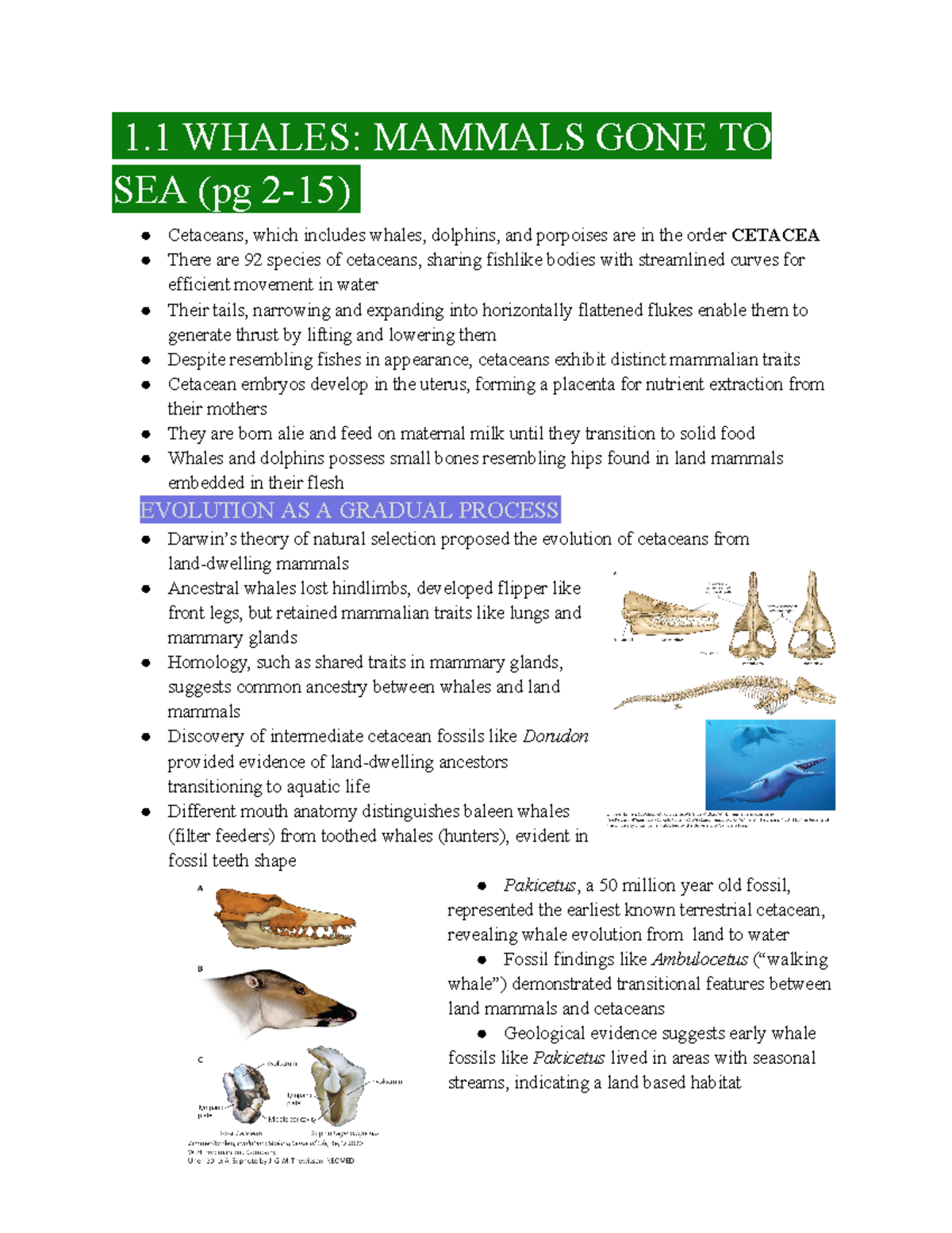 BIOL2400 Final Exam Review: Evolution of Cetaceans and Key Concepts ...