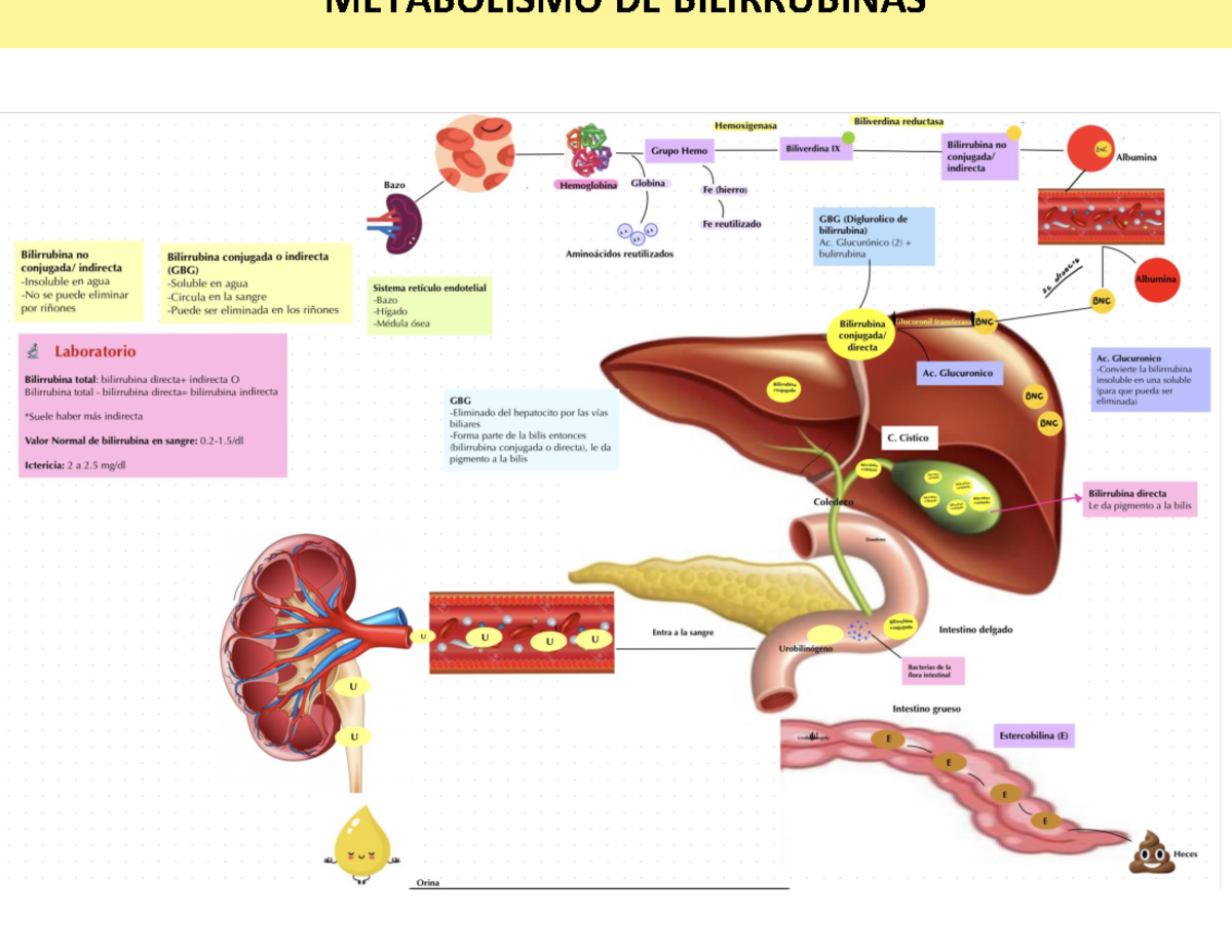 bilirrubina directa e indirecta - Kí METABOLISMO DE BILIRRUBINAS