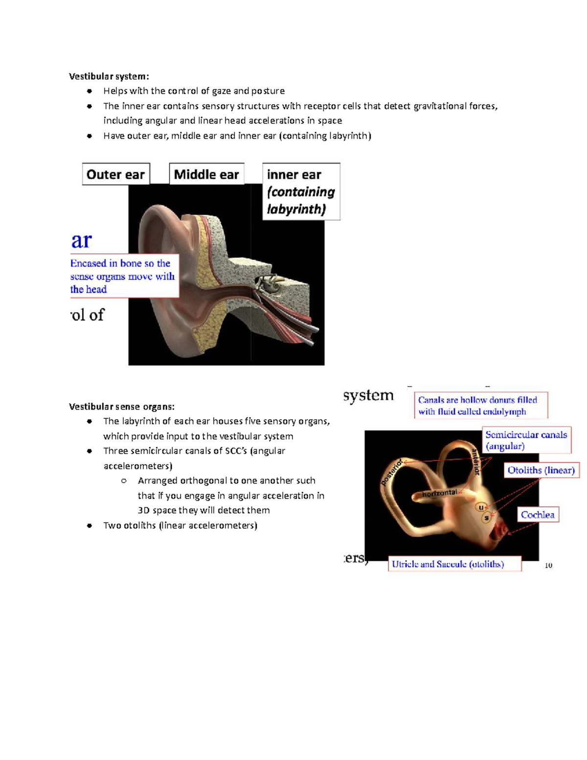 Perception Notes Part 8: Understanding the Vestibular System - Studocu