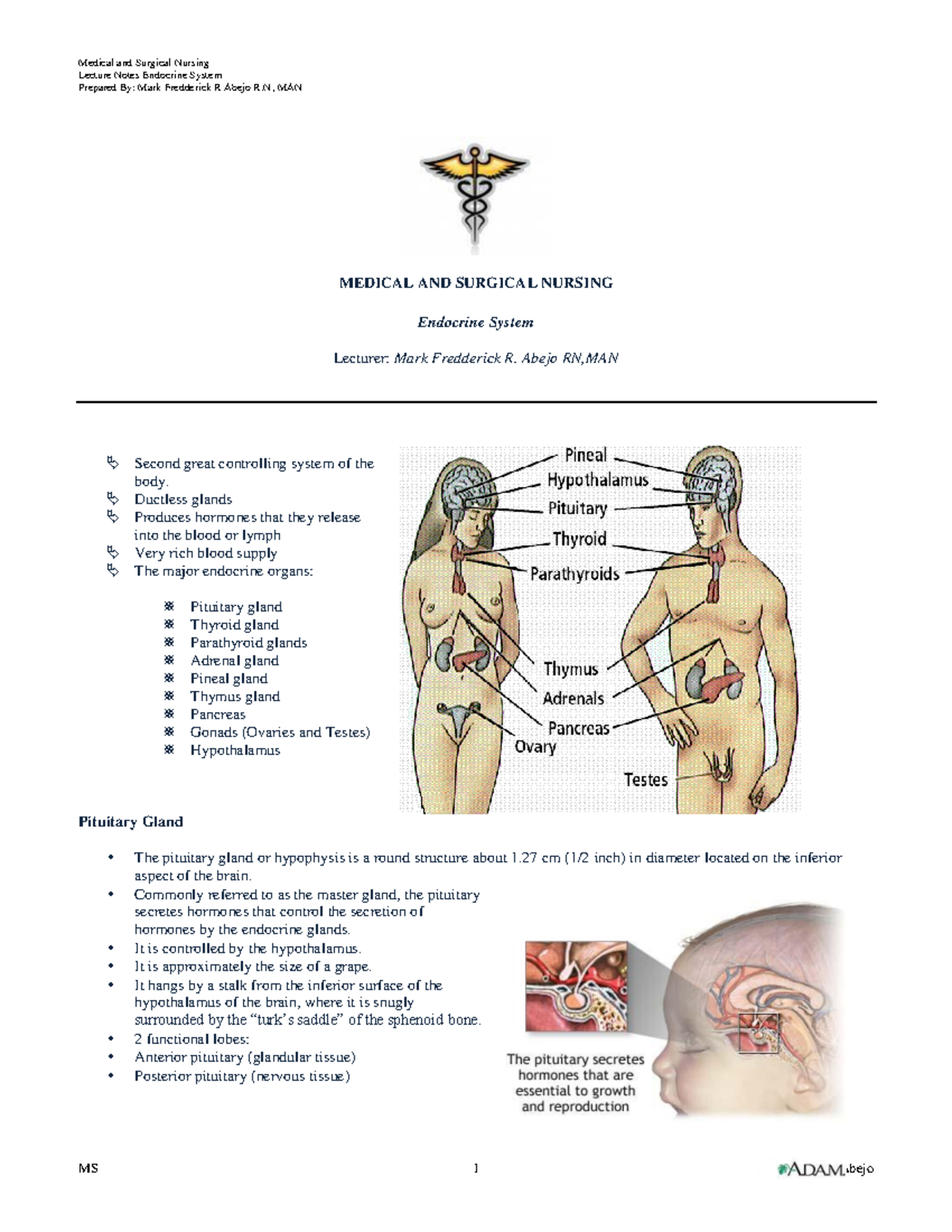 MED 123 Lecture Notes: Endocrine System Overview and Nursing Care - Studocu