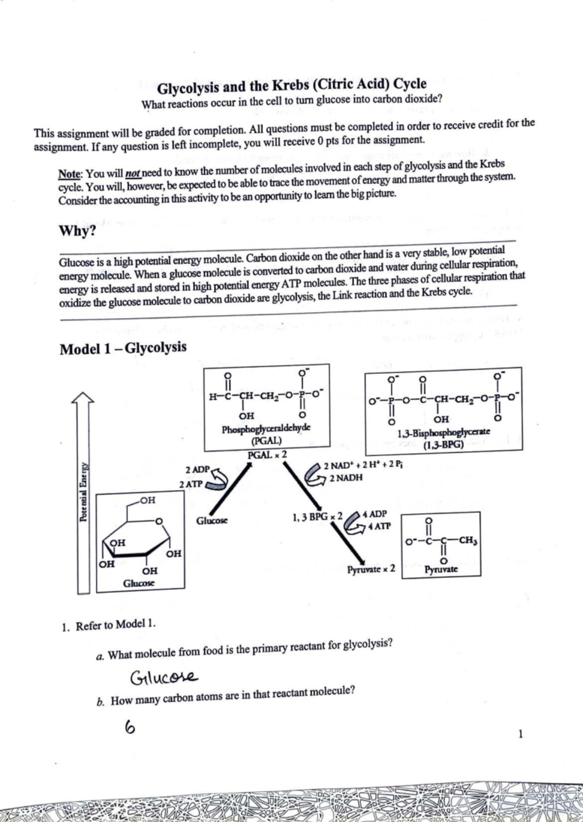 Glycolysis and Krebs Cycle Overview: Cellular Respiration Insights ...