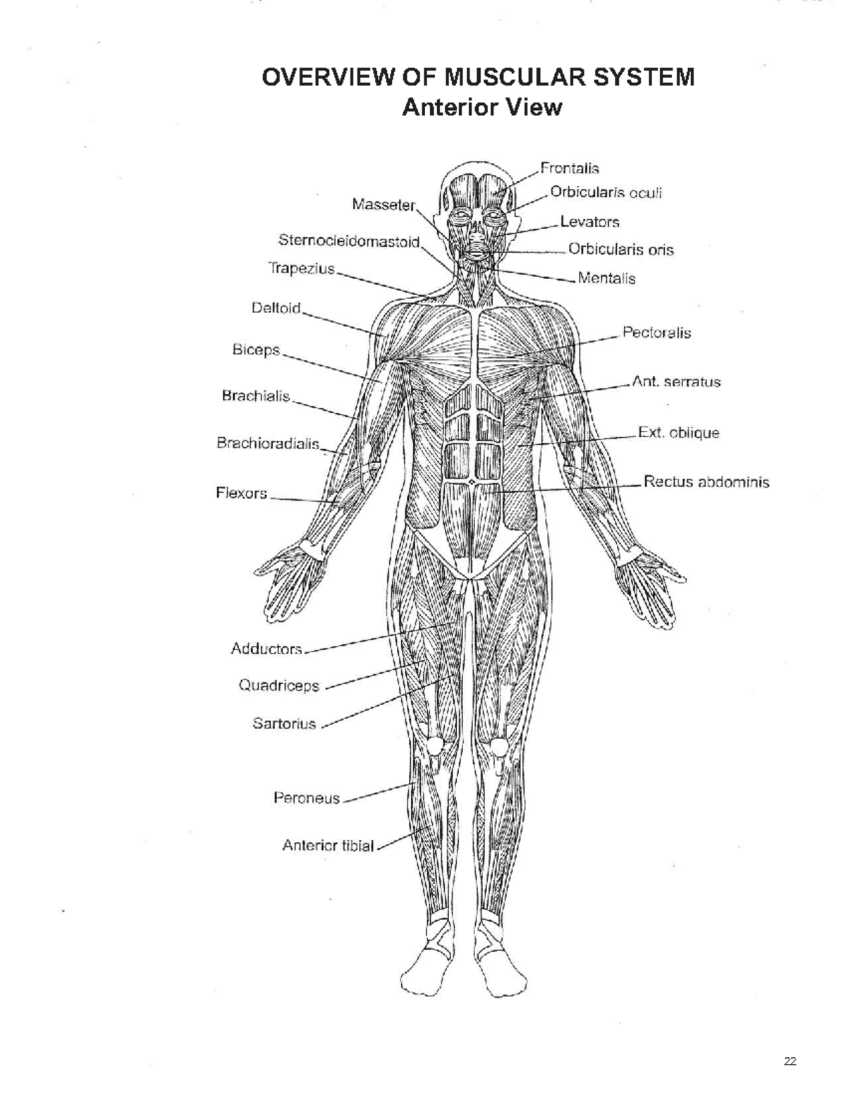 Muscular System Overview: Key Muscles and Functions Explained - Studocu