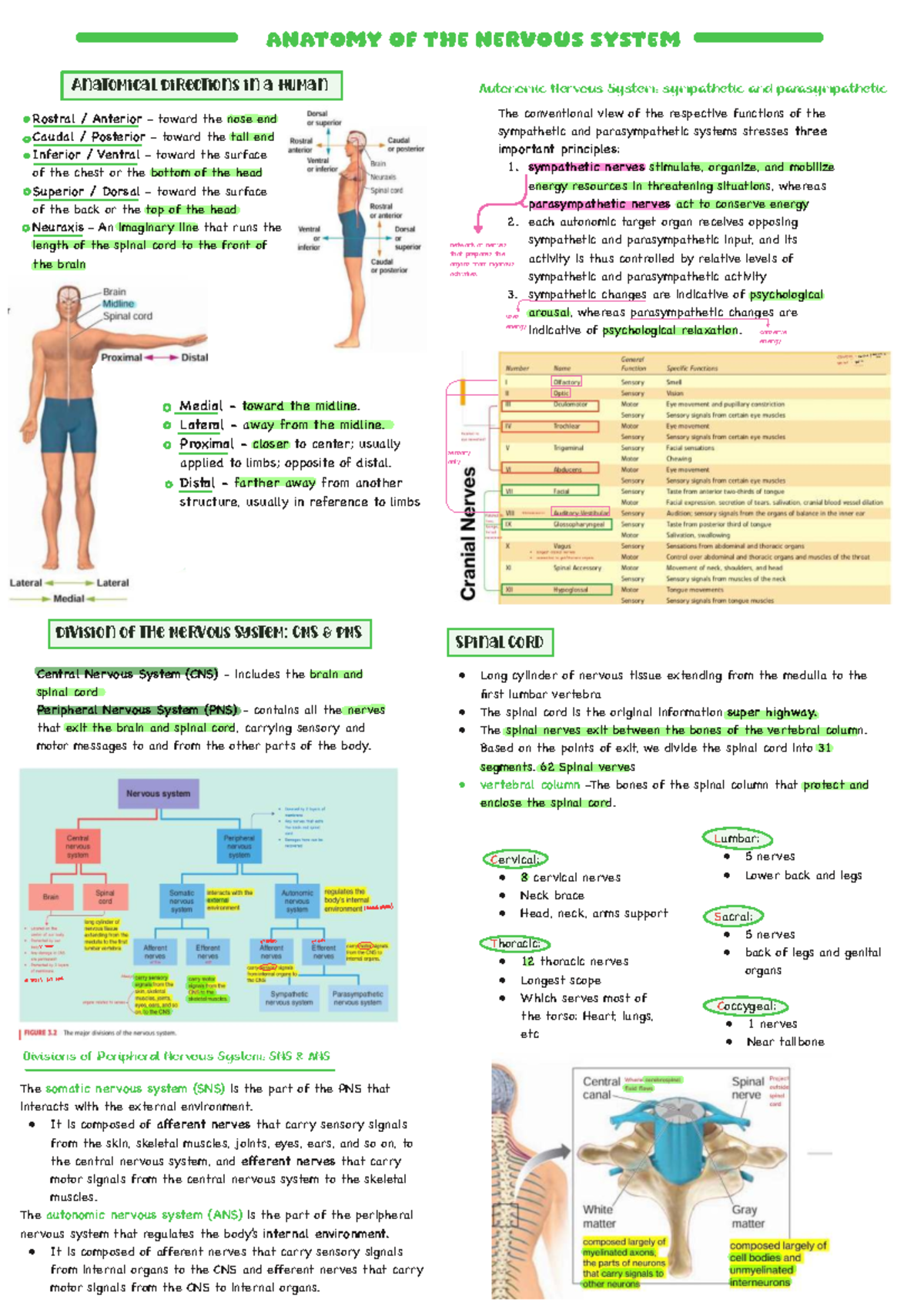 Final Exam Notes: Anatomy of the Nervous System (Biopsychology) - Studocu