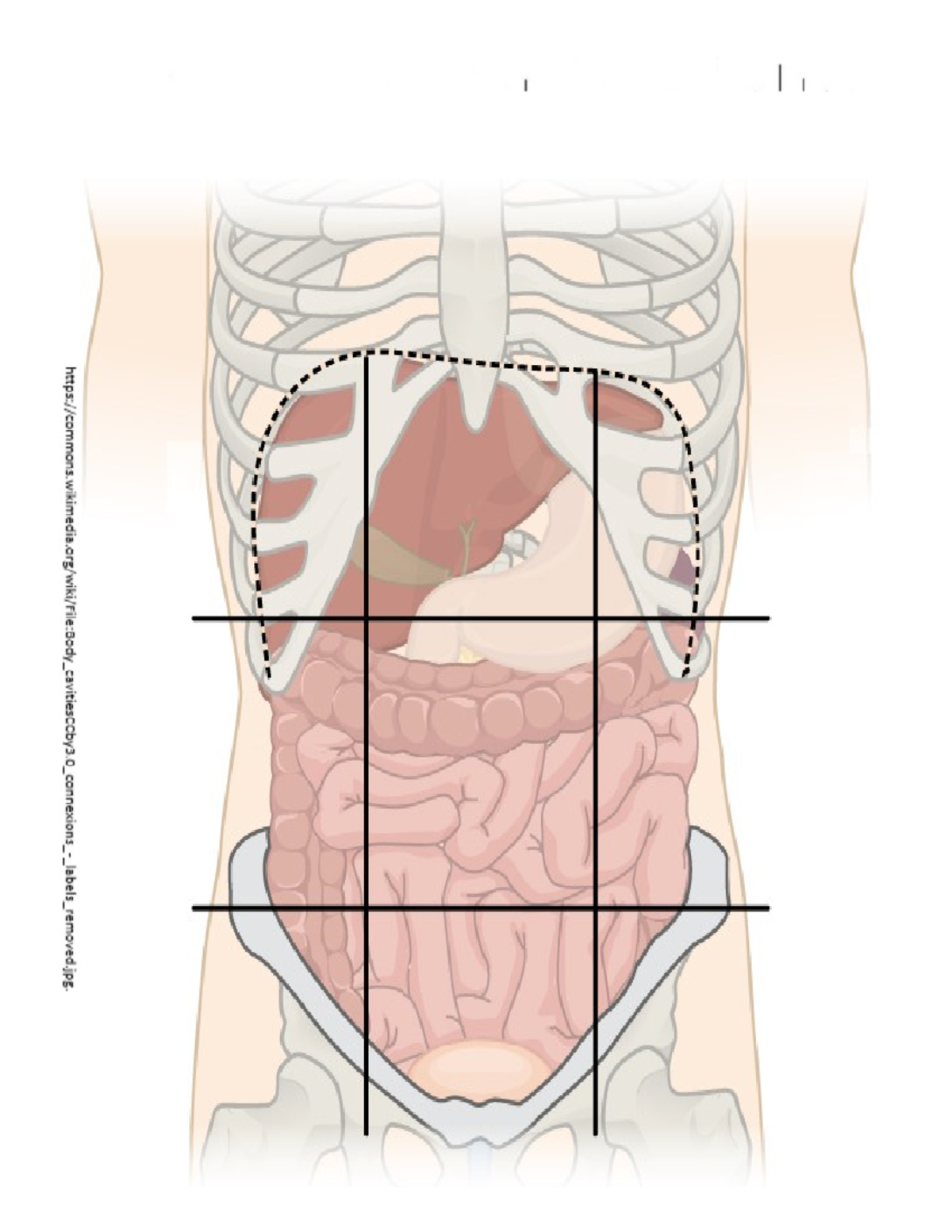 Anatomy - BS biology - From Shiland B: Mastering Healthcare Terminology ...