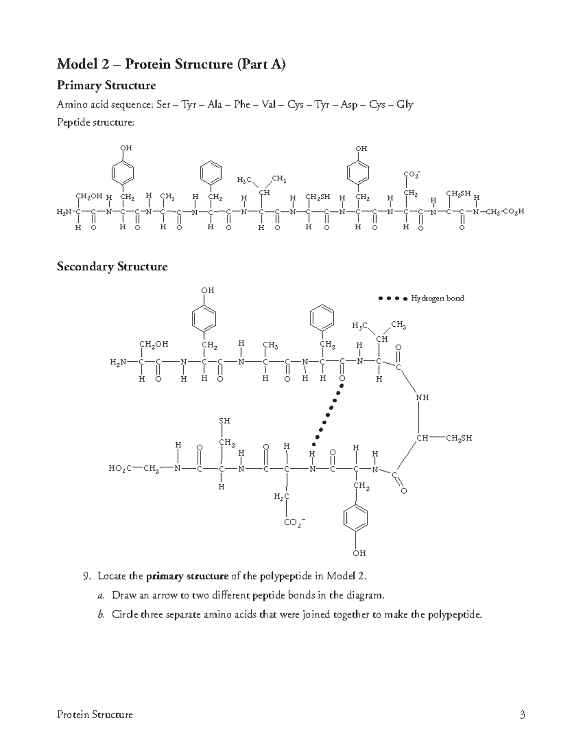 AP Pogil Protein Model 2: Primary Structure &amp; Peptide Bonds Analysis ...