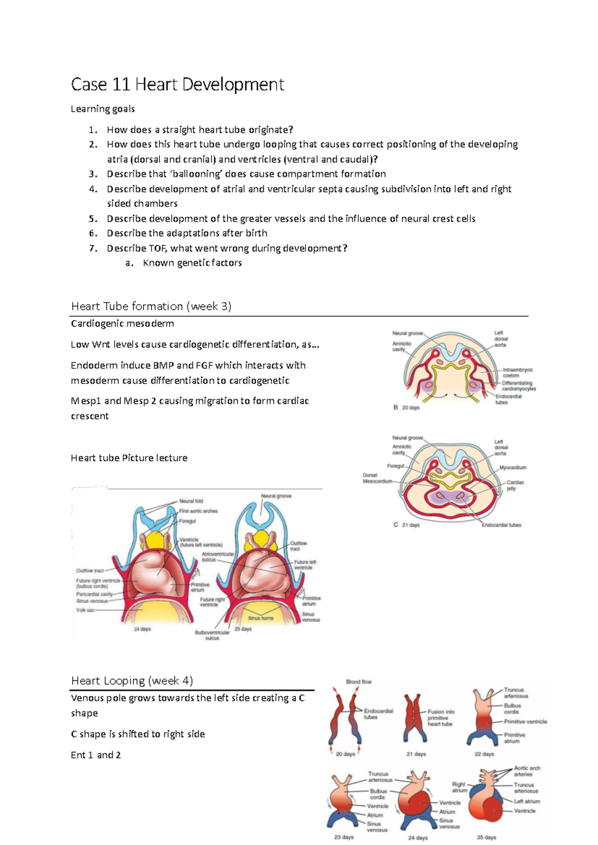 Case 11: Heart Development and Key Learning Goals - Studeersnel