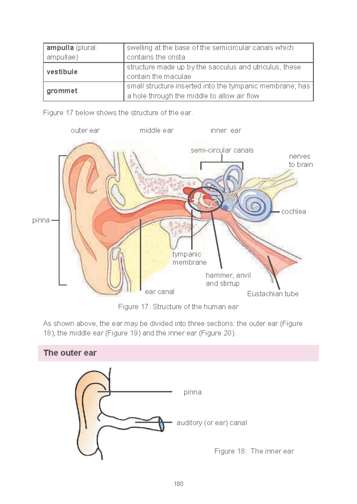 BIO GR12 EARS: Structure and Function of the Human Ear - Studocu