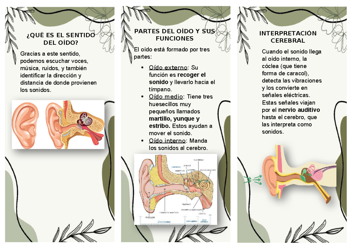 Tríptico del Oído: Definición y Funciones del Sentido Auditivo - Document Preview