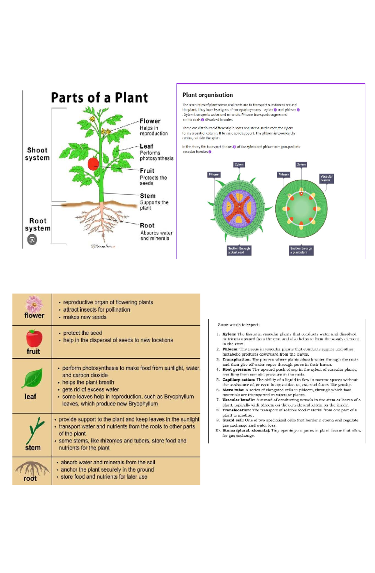 Q1 Lecture: Week 2 - Understanding Plant Parts - Studocu