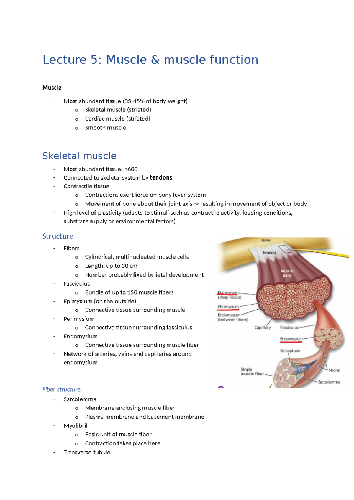 Lecture 5: Muscle Structure and Function in Sports Nutrition - Studeersnel