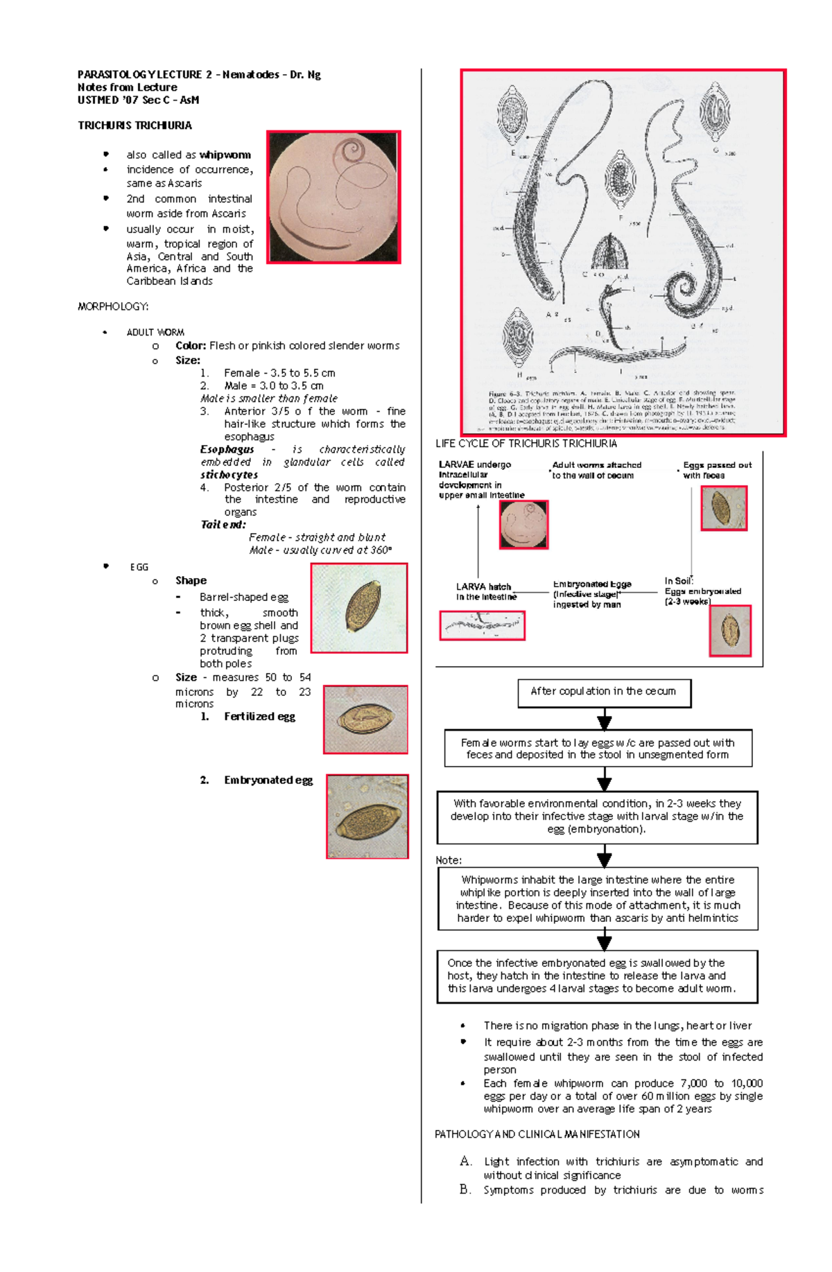 Nematodes: Lecture Notes on Intestinal Parasites (USTMED '07 Sec C ...
