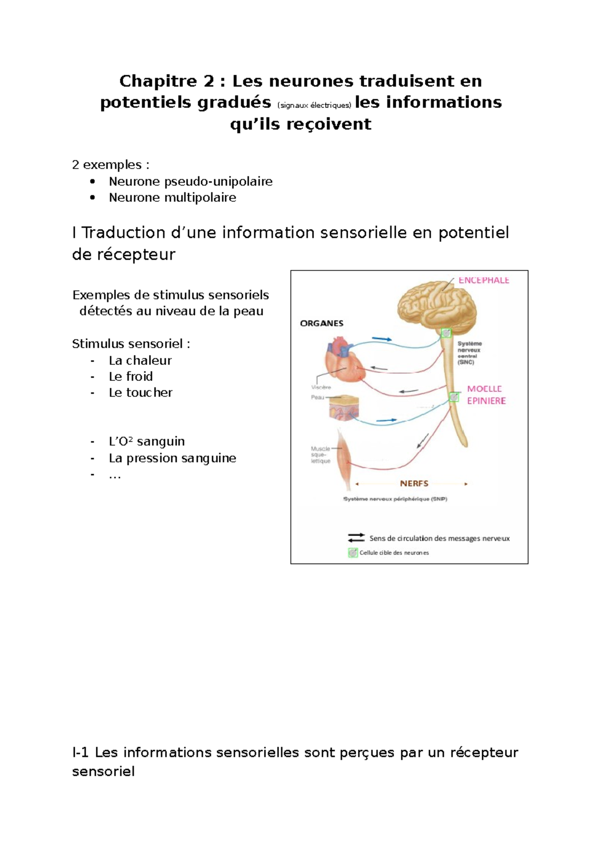 Neurobiologie L2 : Chapitre 2 - Les Neurones et les Signaux Électriques ...