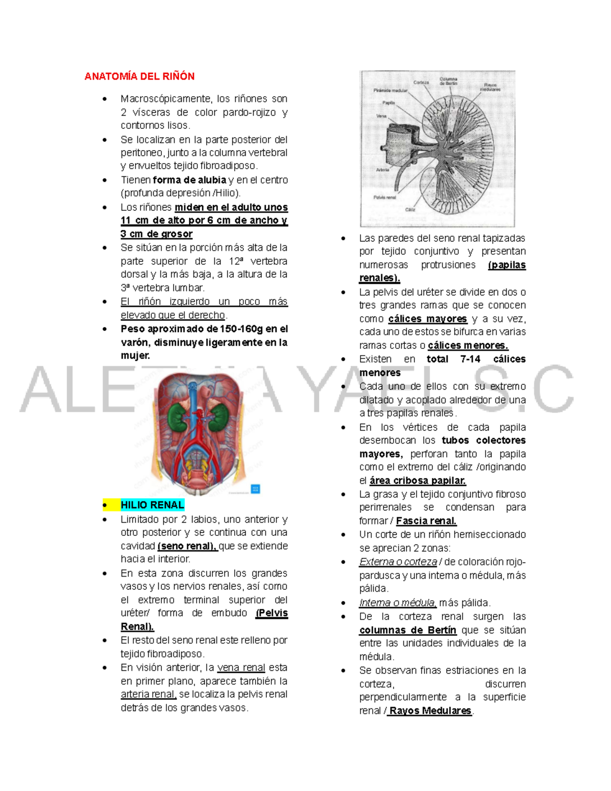 Anatomía e Histología del Riñón - Curso de Anatomía 101 - Studocu