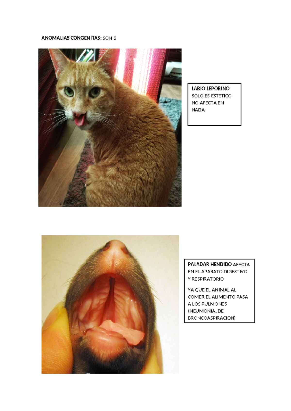 Anomalías Congénitas en Animales: Estudio de Patologías Respiratorias ...