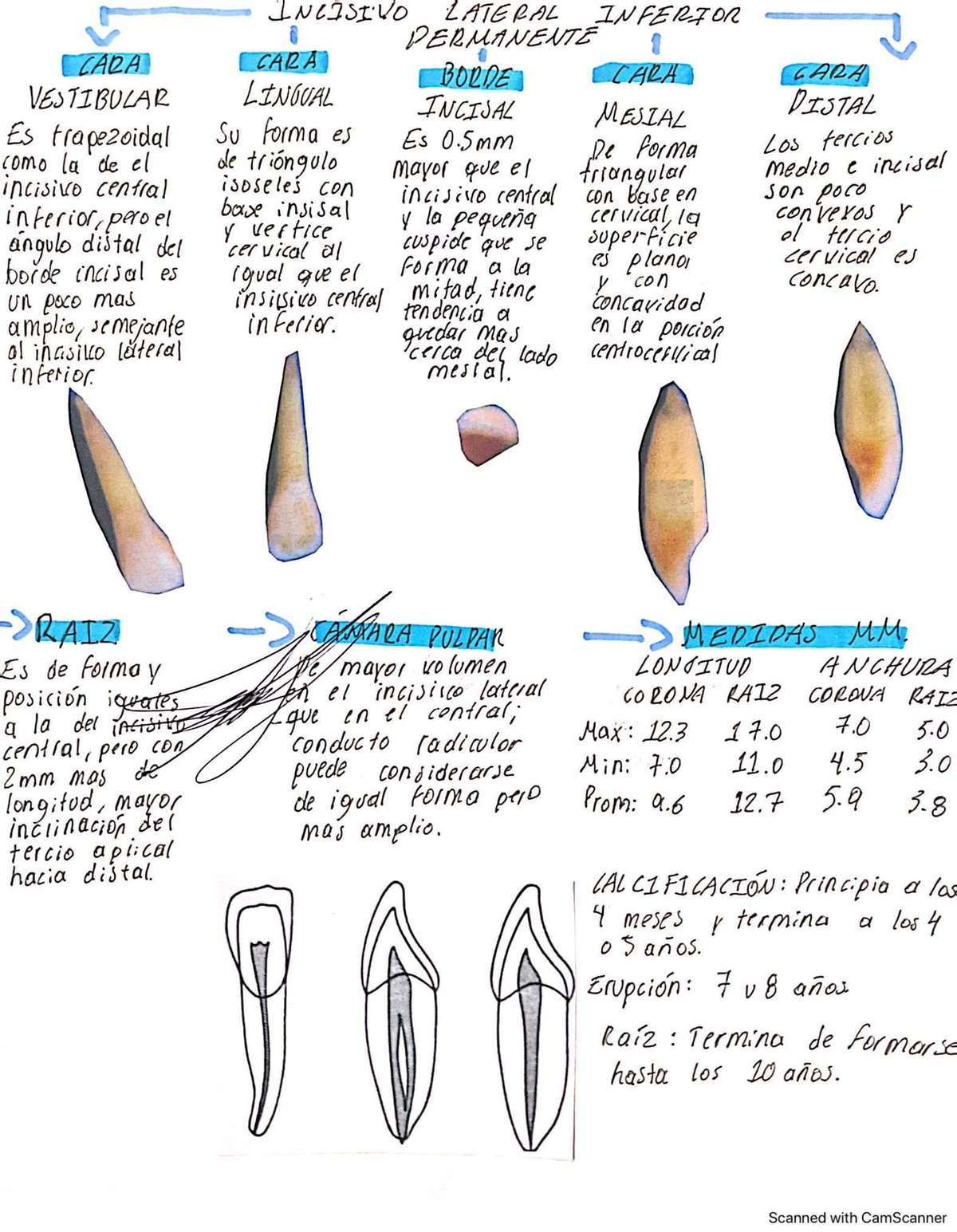Estudio del Incisivo Lateral Inferior Permanente: Anatomía y Medidas ...