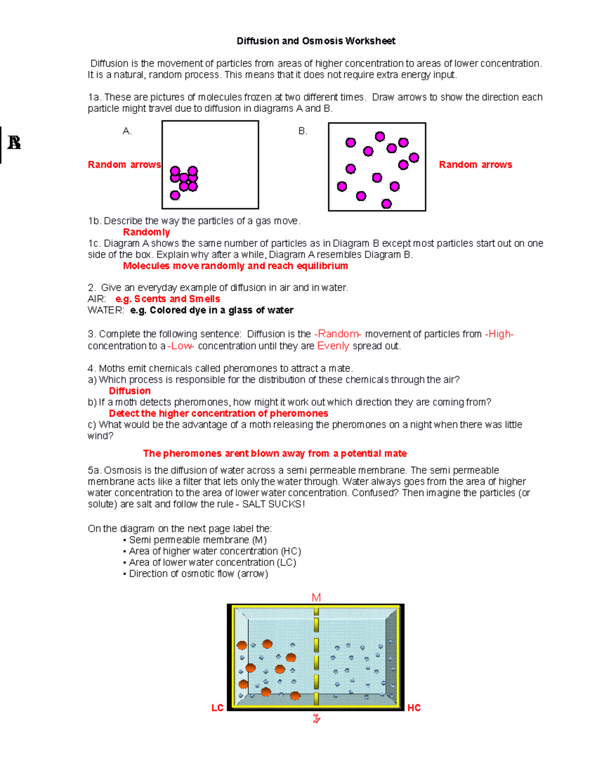 Diffusion and Osmosis Worksheet KEY 08 - Diffusion and Osmosis ...