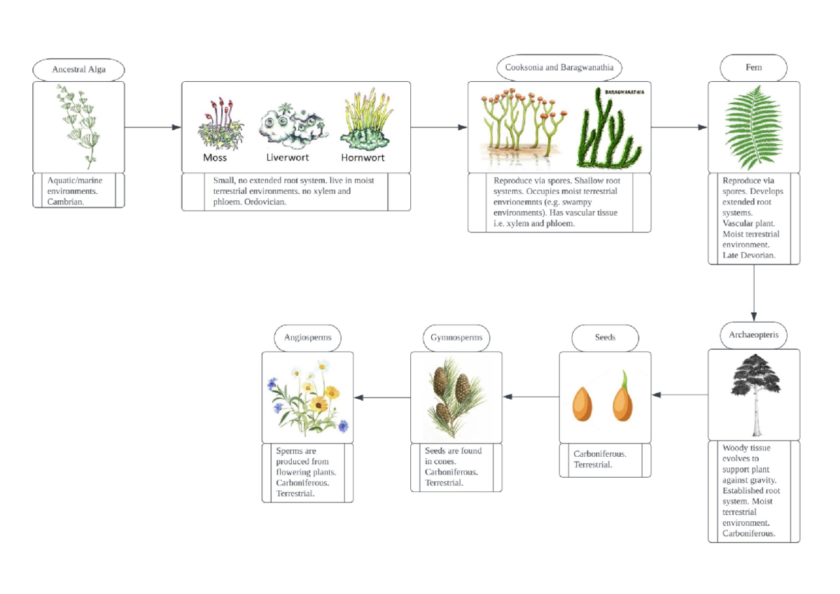 Biological Evolution: Ancestral Plants and Their Environments - Studocu