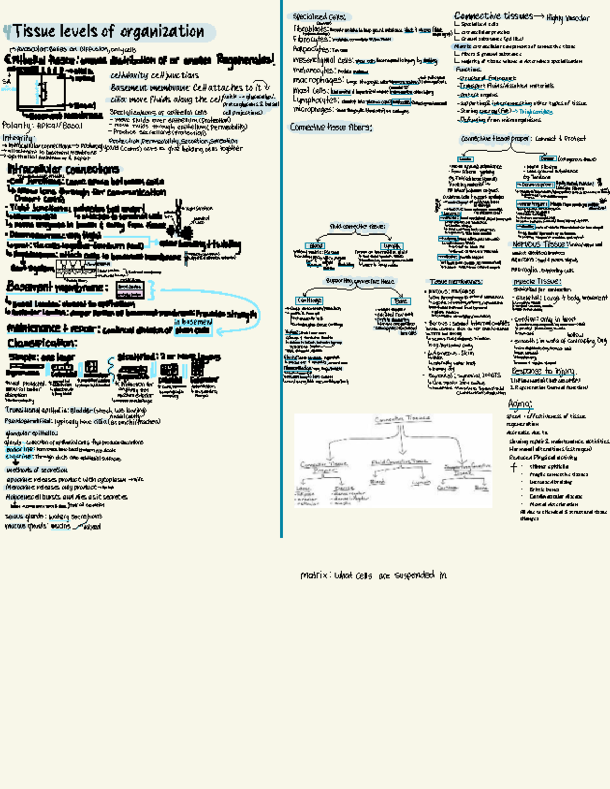 NURS 106 - Lecture Notes on Connective Tissues and Their Functions ...