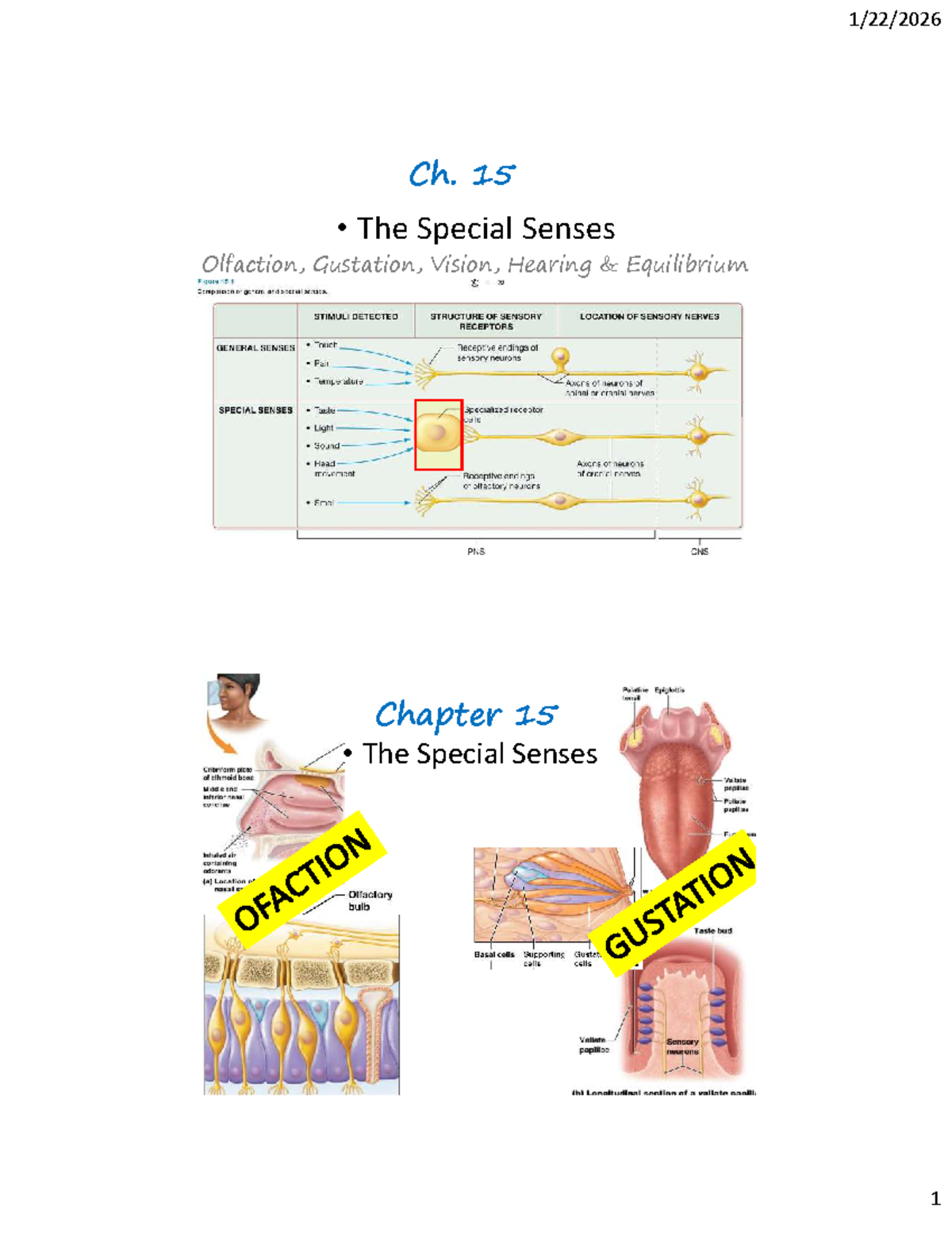 Ch. 15: The Special Senses - Olfaction, Gustation, Vision, Hearing ...