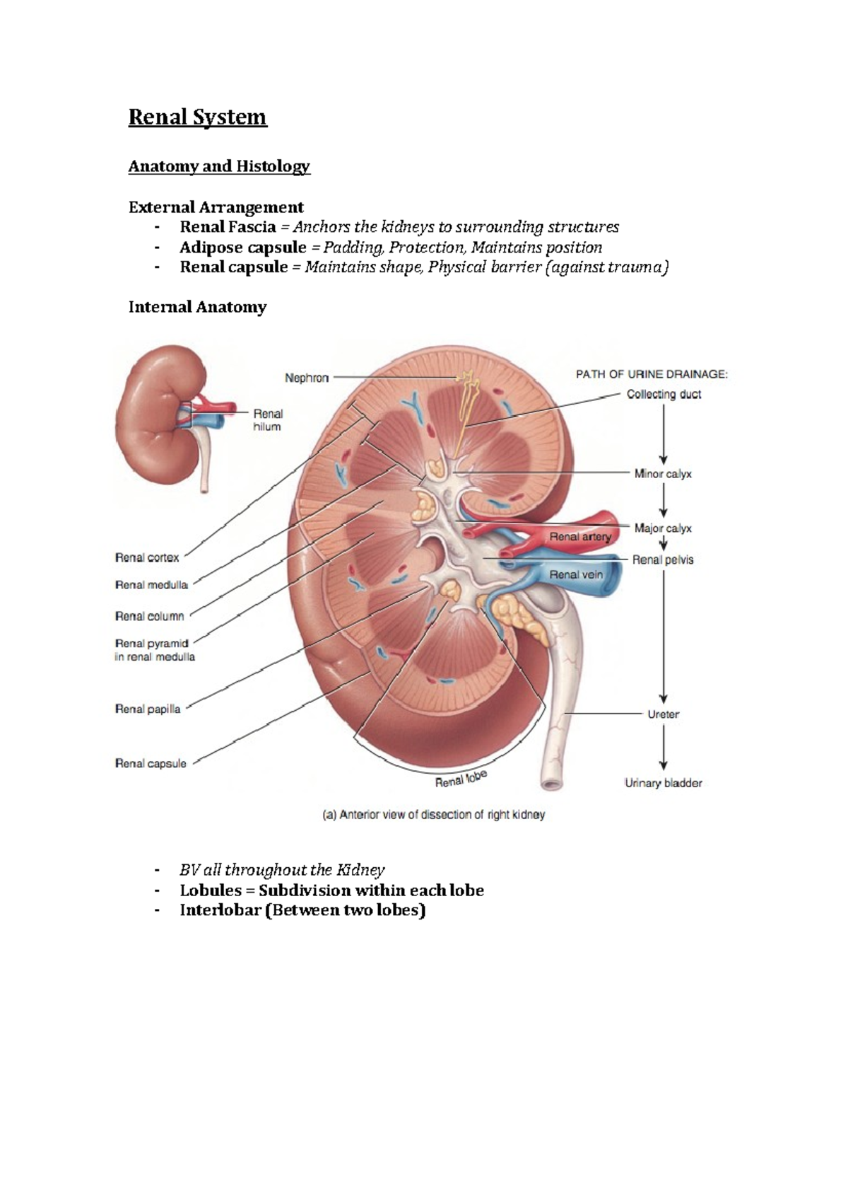 Anatomy and Physiology of the Renal System - Insights and Functionality ...