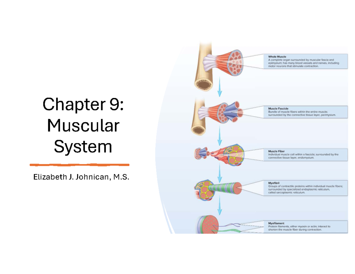 Muscular System Muscle Fibers