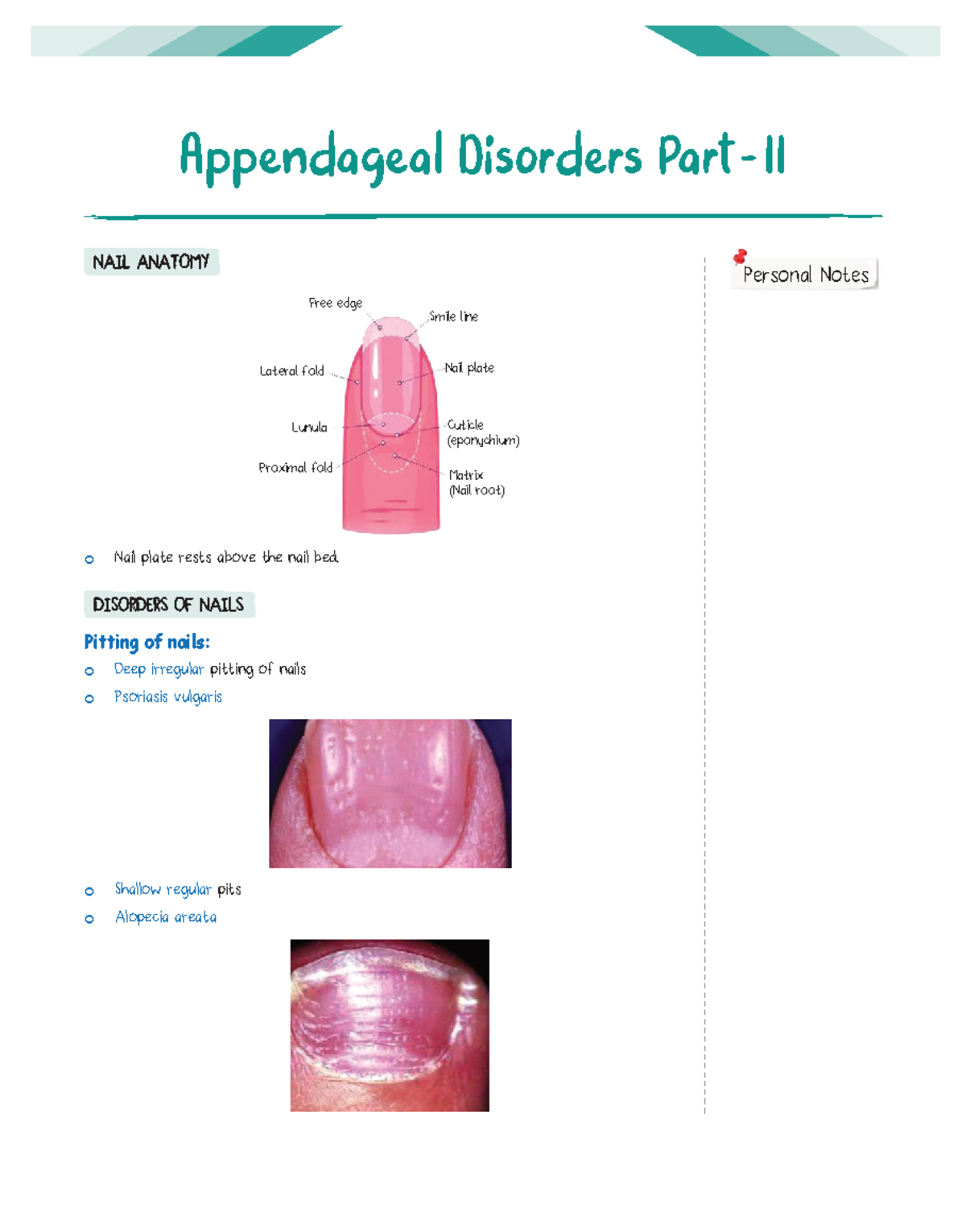 Dermatology 5: Appendageal Disorders & Nail Anatomy Notes - Studocu