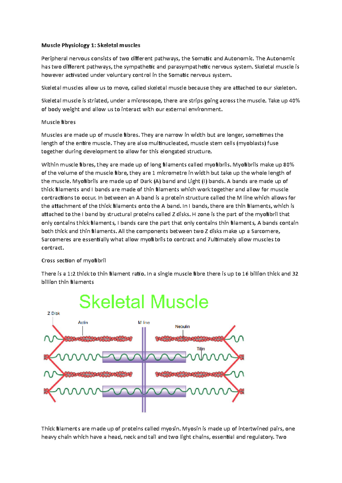 Muscle Physiology - The Autonomic has two different pathways, the ...