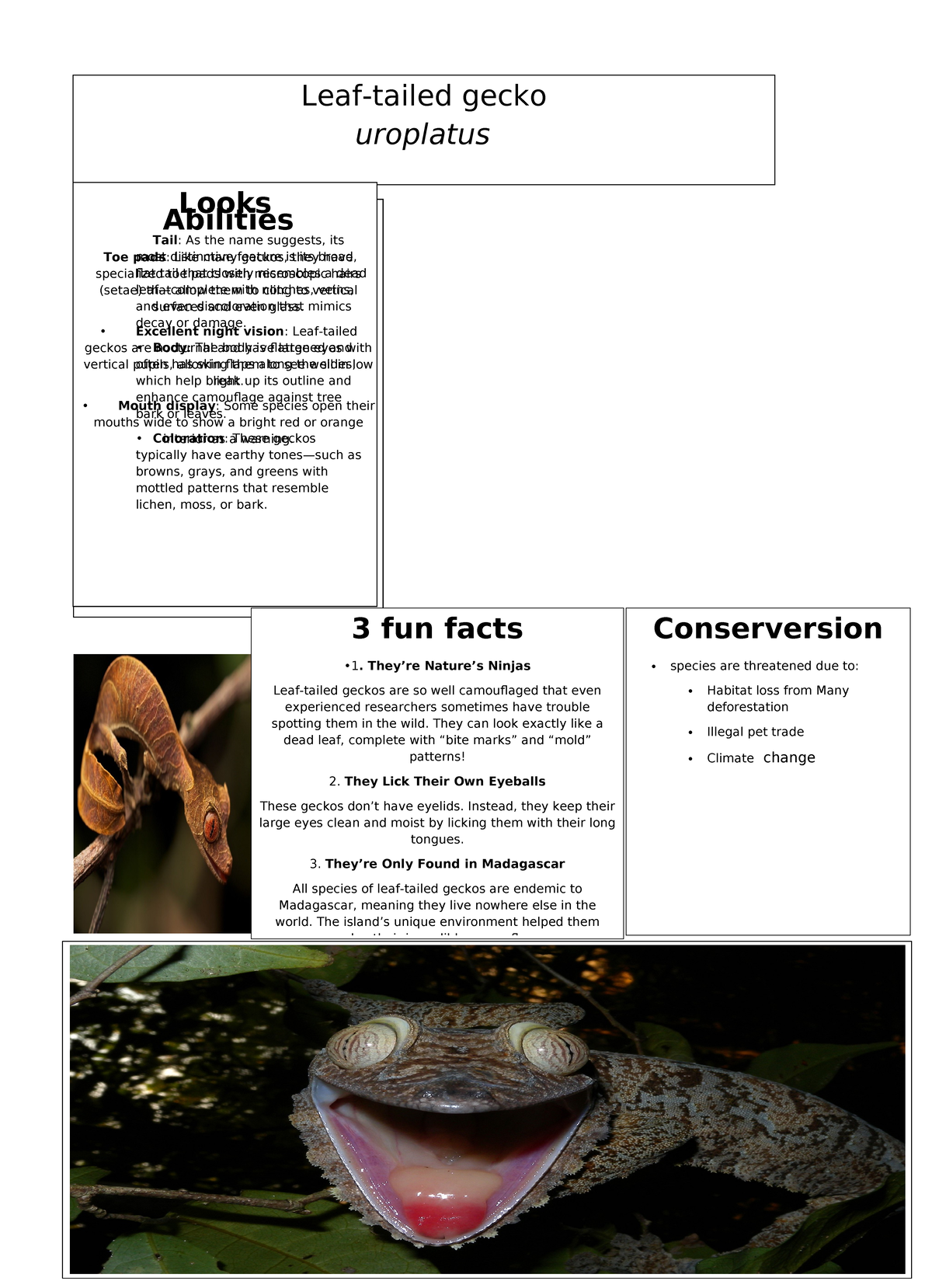 Bio Gekko: Uroplatus Abilities & Adaptations (Bio 2025) - Studeersnel