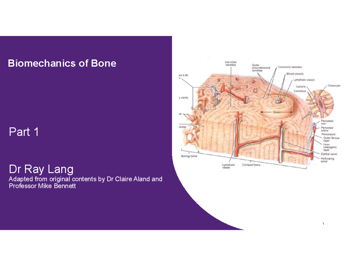 Biomechanics of Bone: Lecture Notes (2025) - Part 1 by Dr. Ray Lang ...
