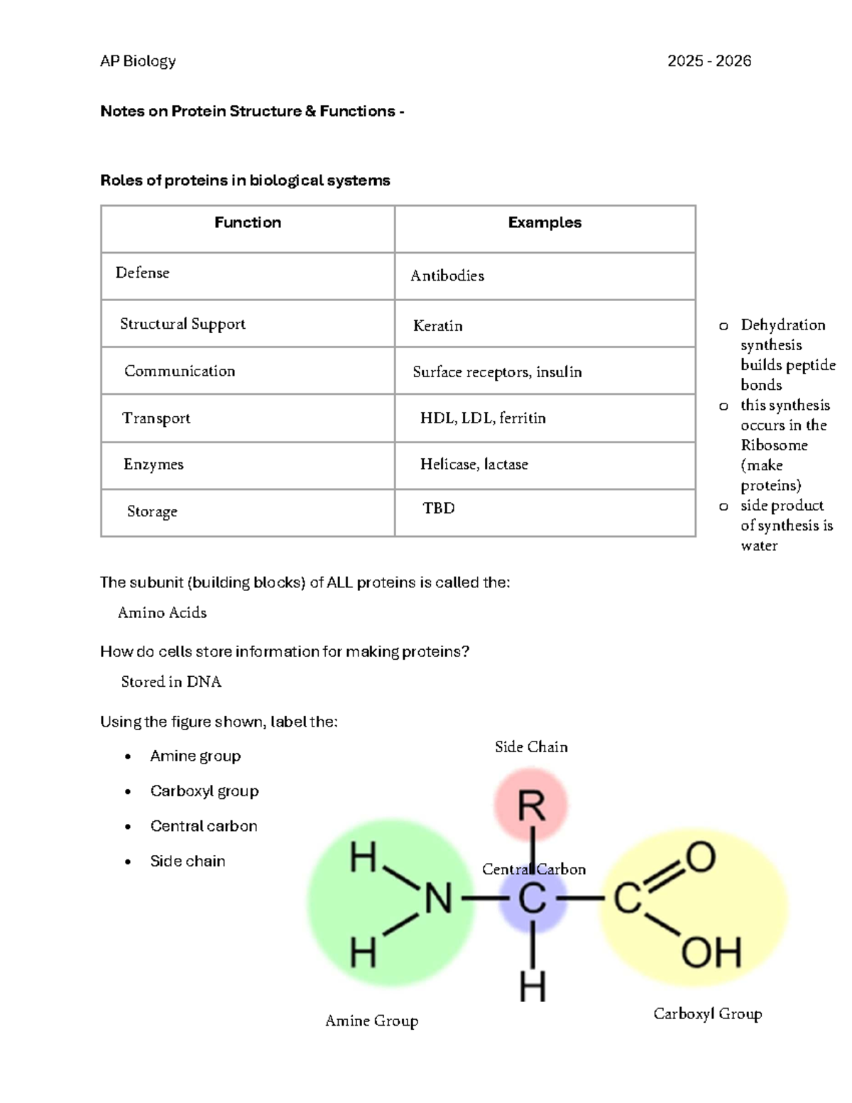 Proteins Structure And Function Notes