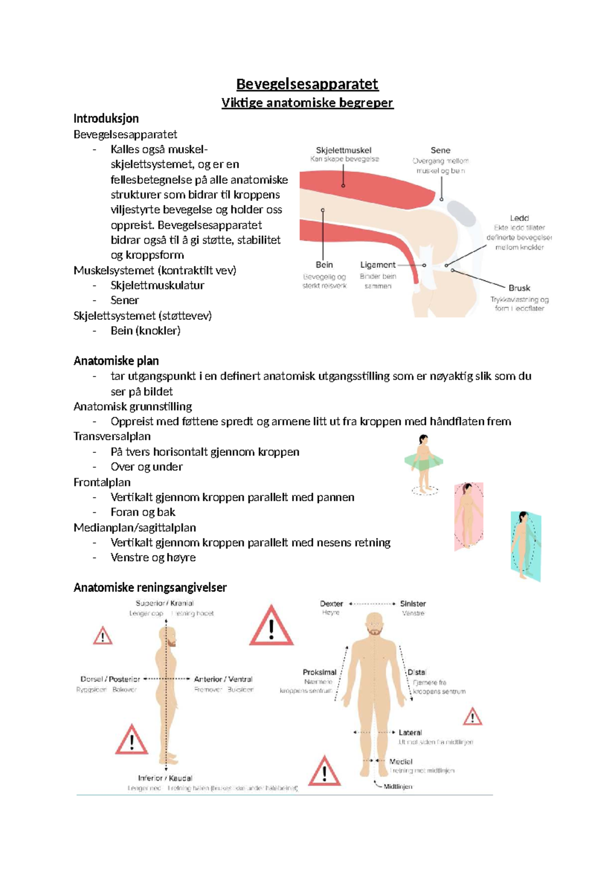 Bevegelsesapparatet: Viktige anatomiske begreper og funksjoner - Studocu