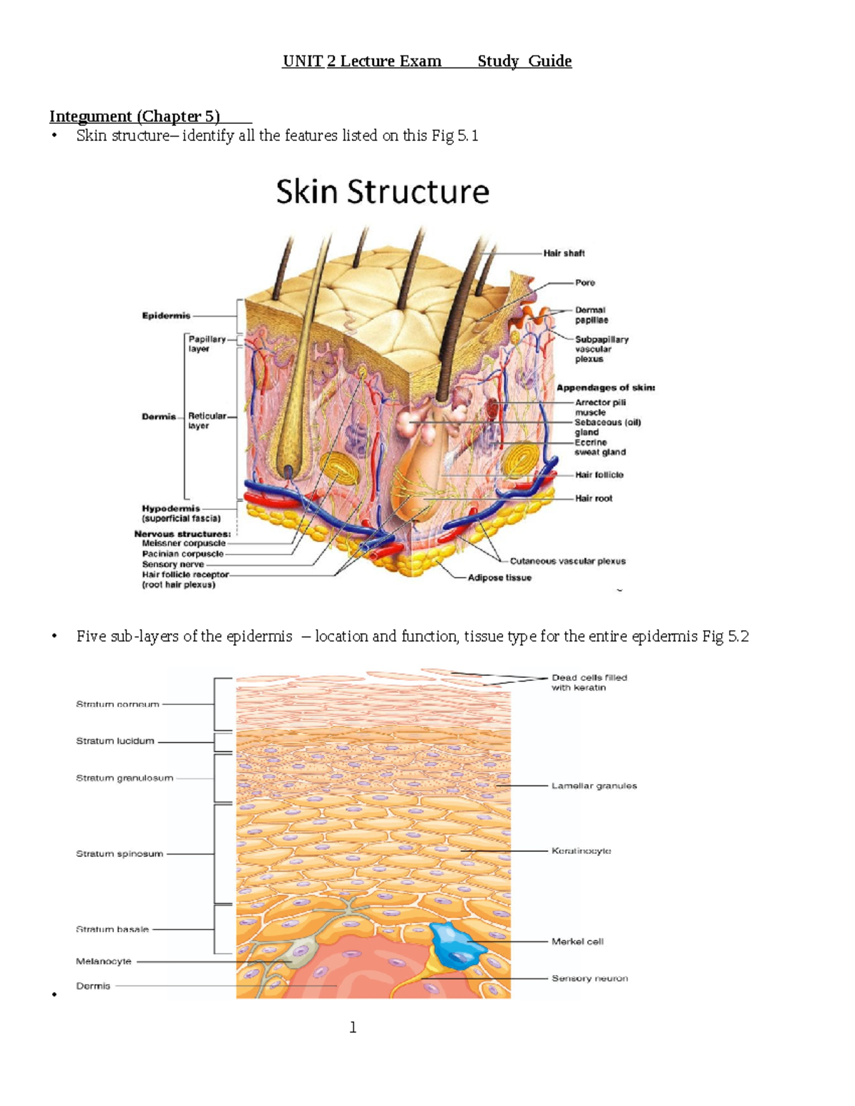 UNIT 2 Lecture Exam Study Guide: Integument - Studocu