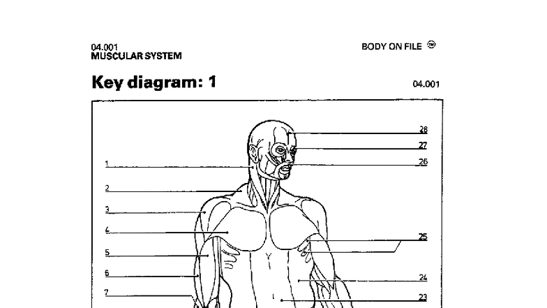 04.001 Muscular System: Key Muscle Diagram and Annotations - Studocu