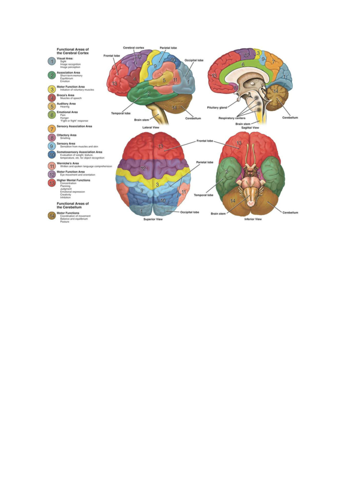 Functional Areas of the Cerebral Cortex: A Comprehensive Overview - Studocu