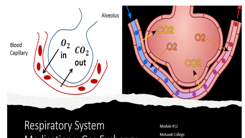 Pharm and Math 1 PN 2: Respiratory Lesson Questions and Answers - Studocu