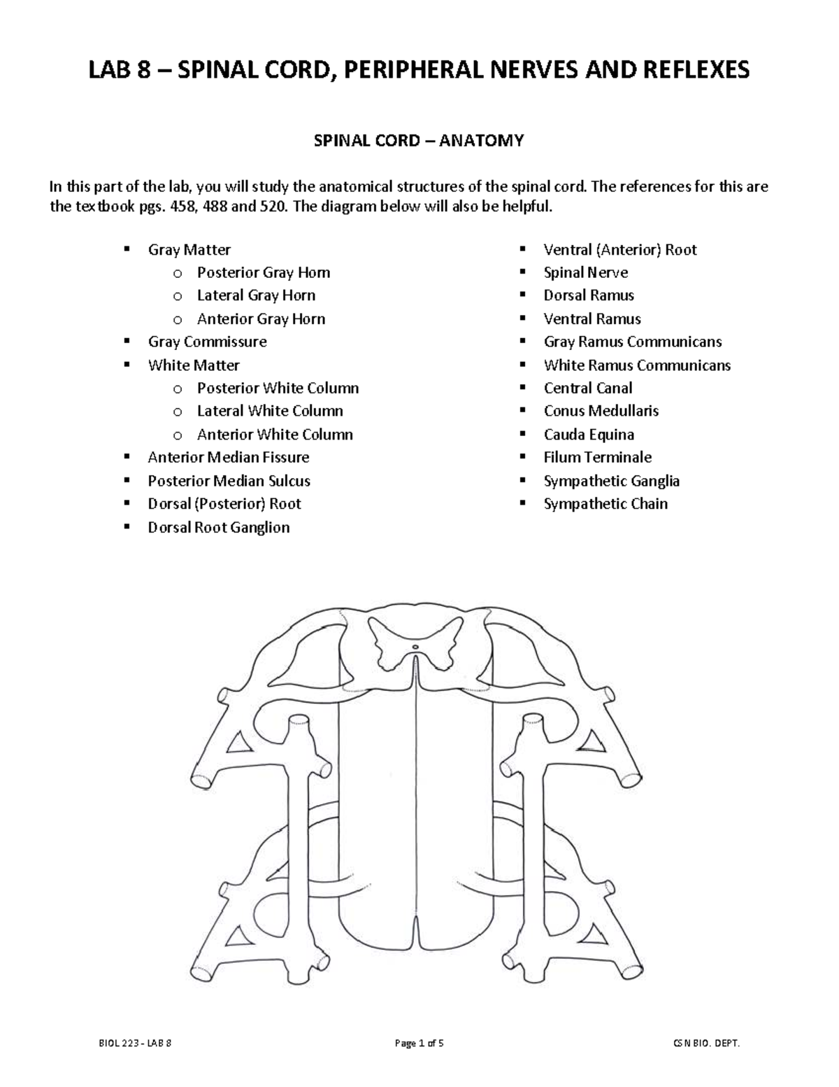 Bio 223 Lab 3: Axial Skeleton Study Guide and Key Components - Studocu