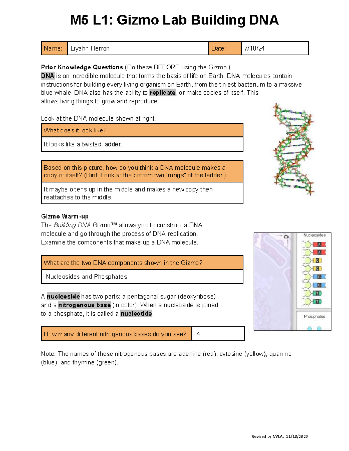 Building DNA and mRNA: Gizmo Activity for Biology (BIO101) - Studocu