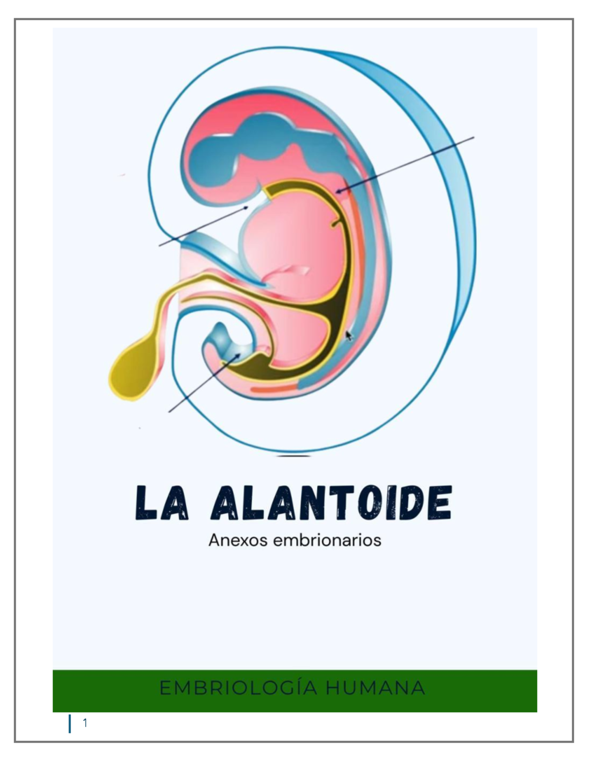 Anexos Embrionarios y Alantoides: Desarrollo y Funciones - Studocu