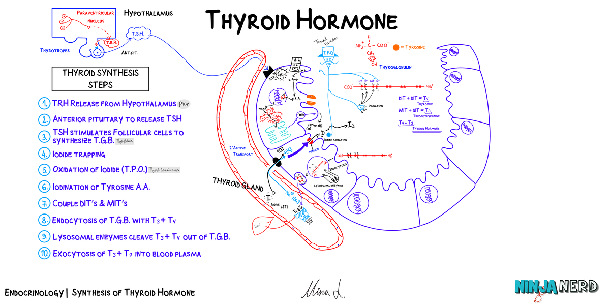 Endocrinology Lecture: Thyroid & Parathyroid Hormones Overview - Studocu