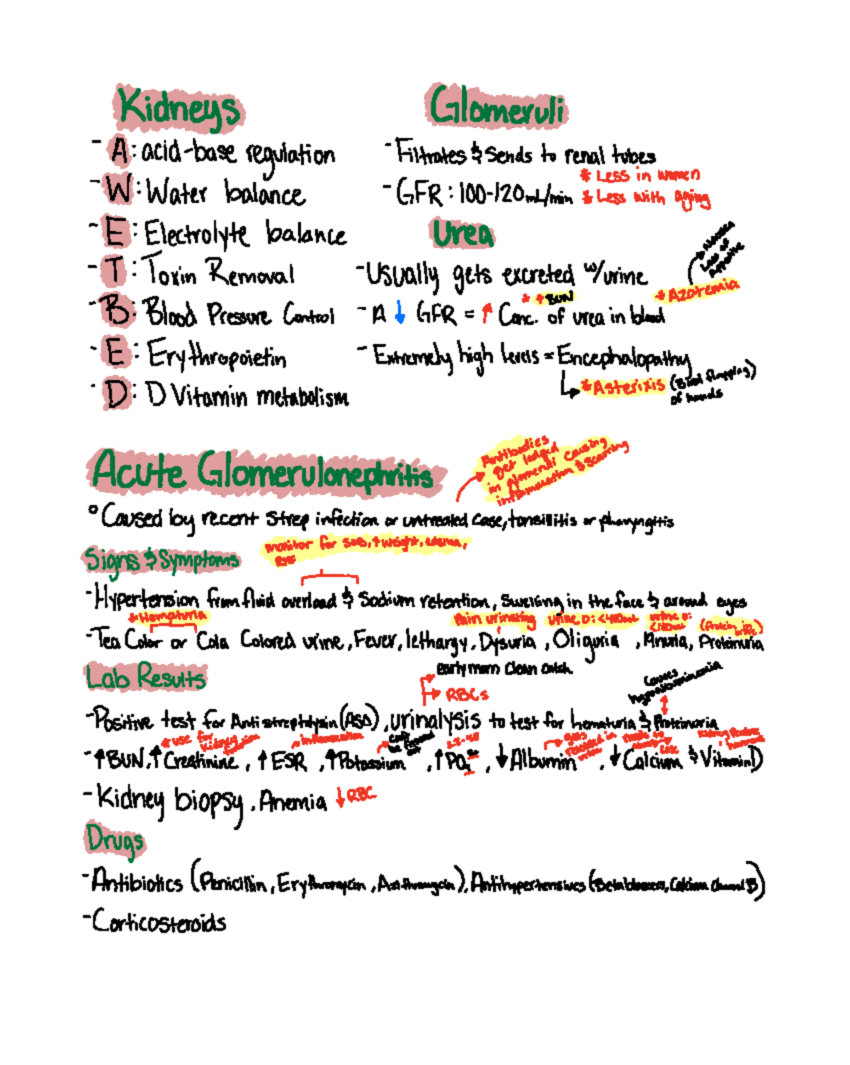 Kidney Study Notes - Glomeruli & Acute Glomerulonephritis - Studocu