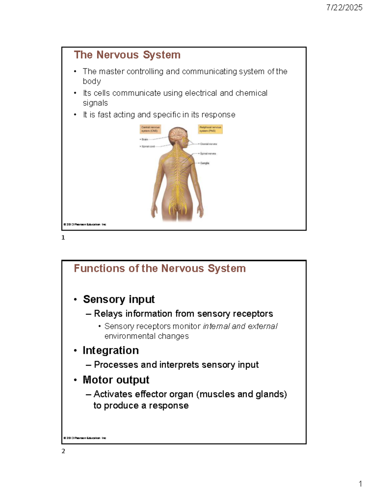 Lecture Notes: The Nervous System Overview - Studocu